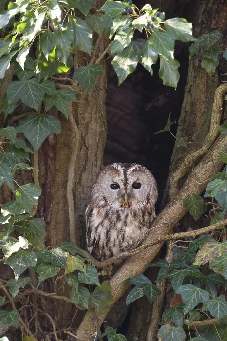Framed Print : Bosuil, Tawny Owl, Strix aluco