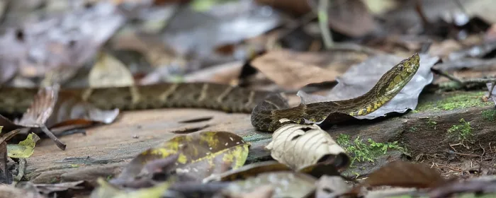 Framed Print : Bothrops atrox