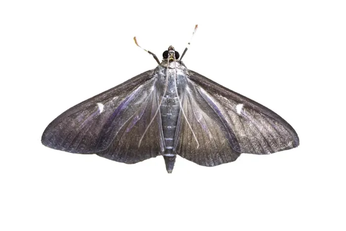 Framed Print : Box-tree Moth, Cydalima perspectalis Framed Print : Box-tree Moth, Cydalima perspectalis