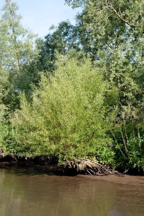 Framed Print : Brabantse Biesbosch