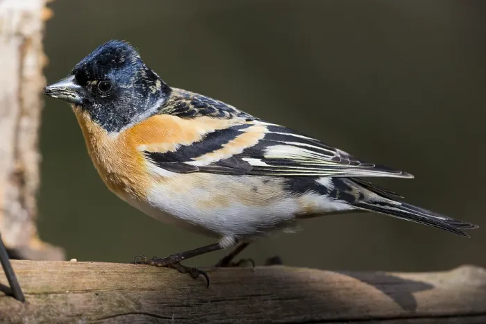 Framed Print : Brambling (Fringilla montifringilla), adult male at bird feeder Framed Print : Brambling (Fringilla montifringilla), adult male at bird feeder