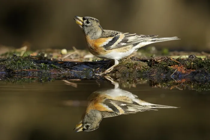 Framed Print : Brambling, Fringilla montifringilla
