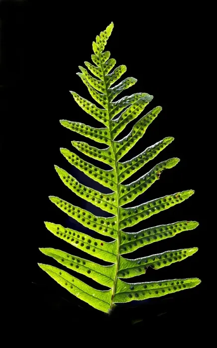 Framed Print : Brede eikvaren, Intermediate Polypody, Polypodium interjectum