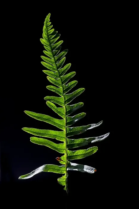 Framed Print : Brede eikvaren, Intermediate Polypody, Polypodium interjectum