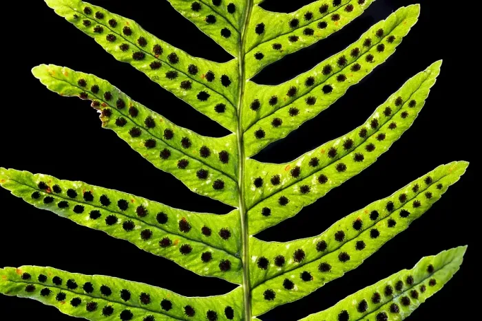 Framed Print : Brede eikvaren, Intermediate Polypody, Polypodium interjectum