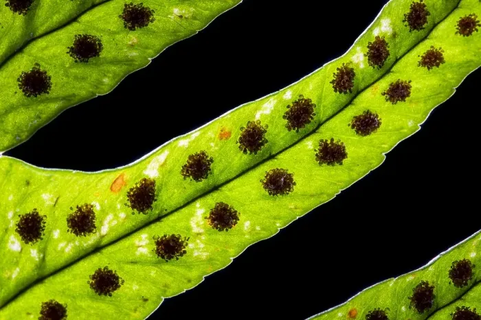 Framed Print : Brede eikvaren, Intermediate Polypody, Polypodium interjectum