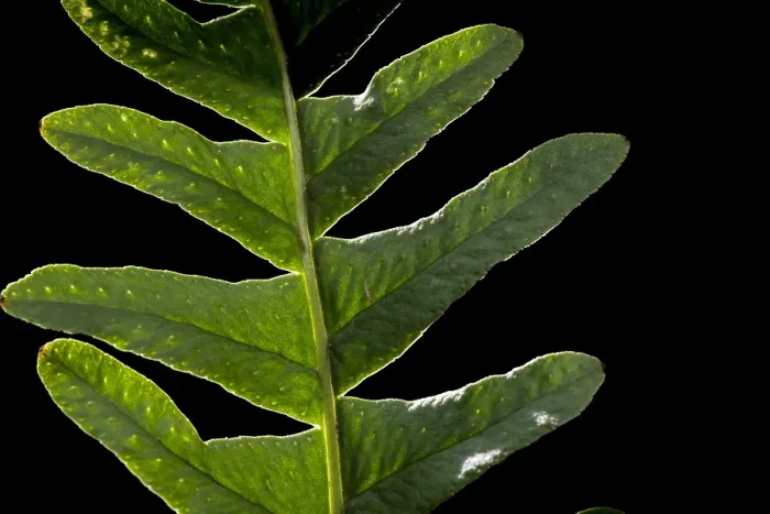 Framed Print : Brede eikvaren, Intermediate Polypody, Polypodium interjectum