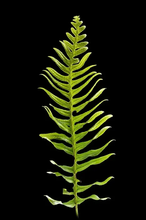 Framed Print : Brede eikvaren, Intermediate Polypody, Polypodium interjectum