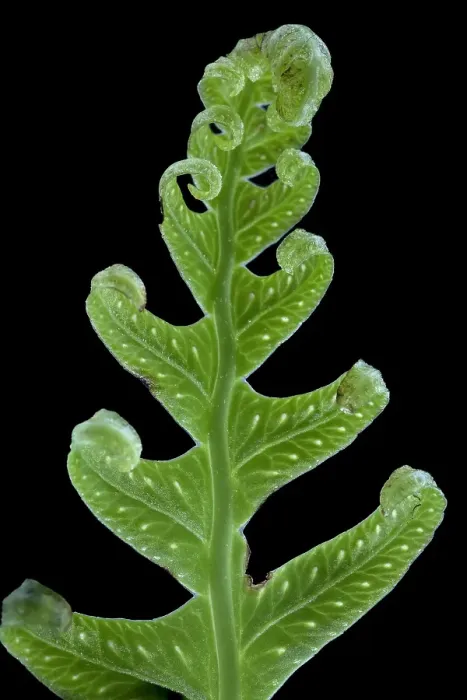 Framed Print : Brede eikvaren, Intermediate Polypody, Polypodium interjectum