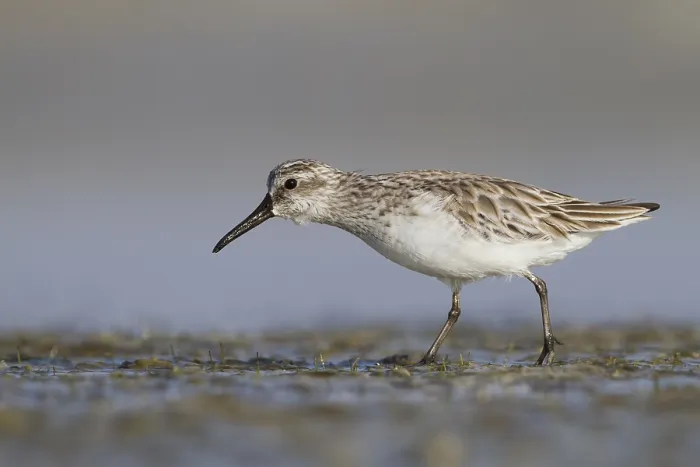 Framed Print : Breedbekstrandloper, Broad-billed Sandpiper, Limicola falcinellu