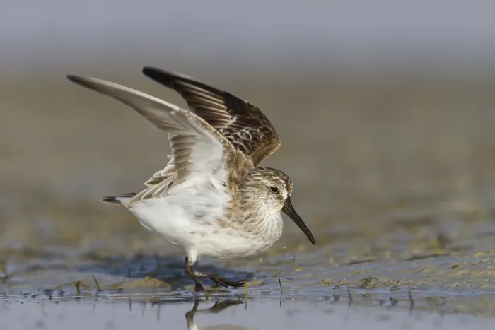 Framed Print : Breedbekstrandloper, Broad-billed Sandpiper, Limicola falcinellu