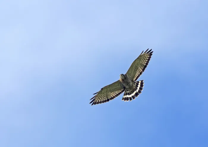 Framed Print : Breedvleugelbuizerd, Broad-winged Hawk, Buteo platypterus in flight. Colombia
