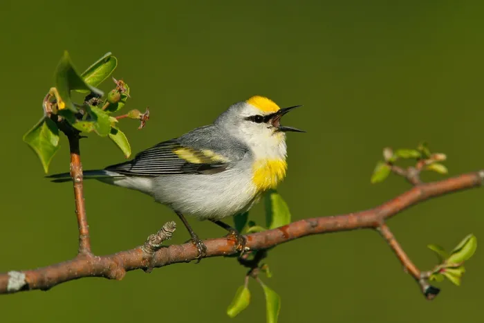 Framed Print : Brewster's Warbler