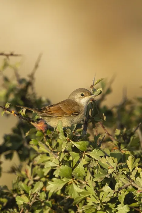 Framed Print : Brilgrasmus, Spectacled Warbler, Sylvia conspicillata