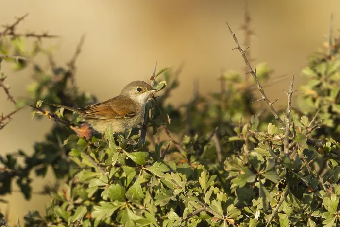 Framed Print : Brilgrasmus, Spectacled Warbler, Sylvia conspicillata