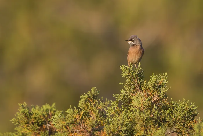 Framed Print : Brilgrasmus; Spectacled Warbler; Sylvia conspicillata ssp. conspicillata