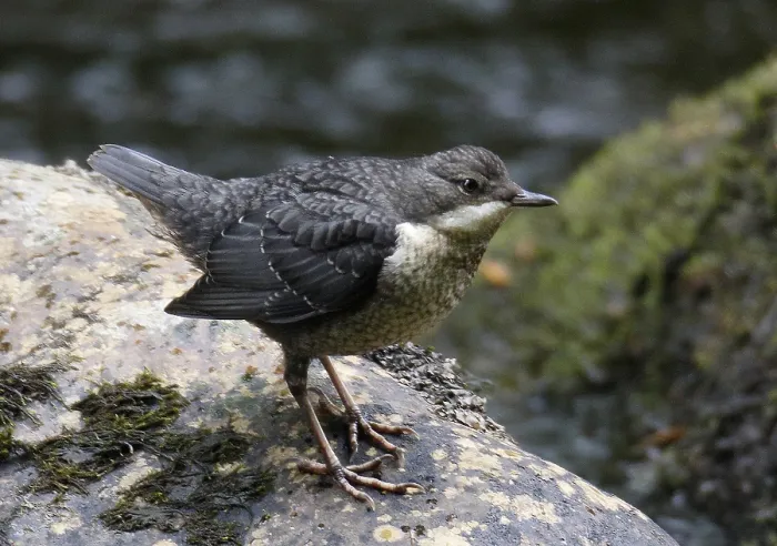 Framed Print : British White-throated Dipper, Cinclus cinclus gularis