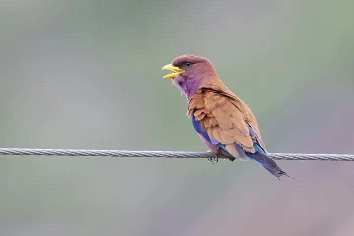 Framed Print : Broad-billed Roller, Eurystomus glaucurus Framed Print : Broad-billed Roller, Eurystomus glaucurus