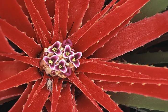 Framed Print : Bromelia