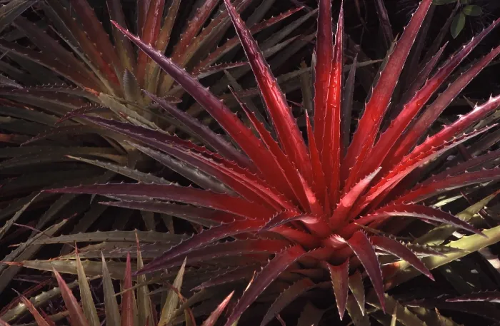Framed Print : Bromelia
