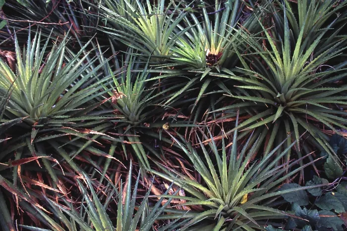 Framed Print : Bromelia