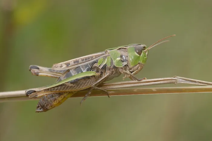 Framed Print : Brommer, Black-spotted Grasshopper, Stenobothrus nigromaculatus