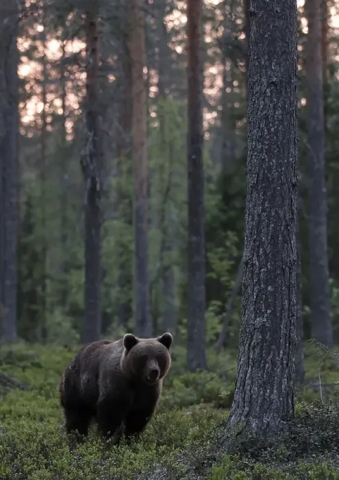 Framed Print : Brown bear, Ursus arctos