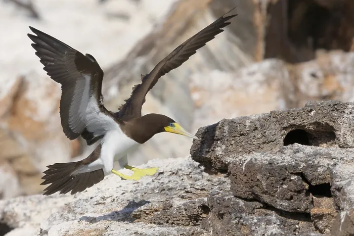 Framed Print : Brown Booby