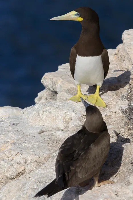 Framed Print : Brown Booby