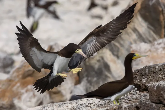 Framed Print : Brown Booby