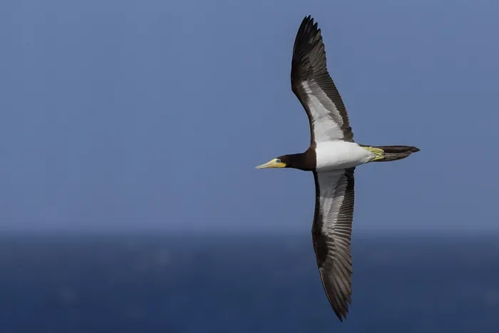 Framed Print : Brown Booby
