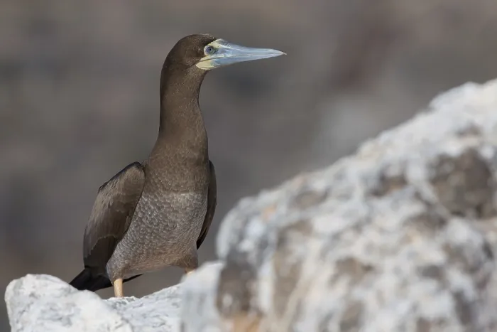 Framed Print : Brown Booby