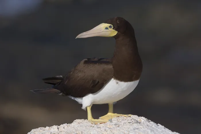 Framed Print : Brown Booby