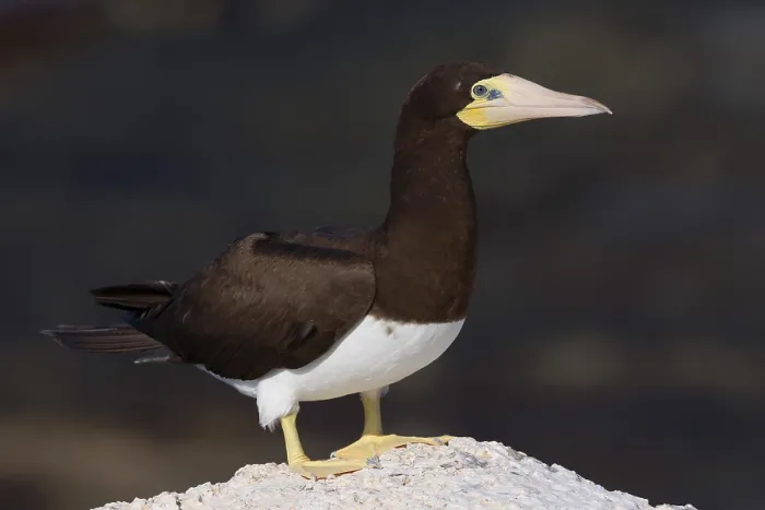 Framed Print : Brown Booby