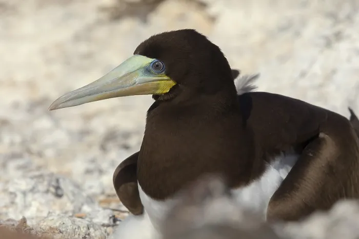 Framed Print : Brown Booby