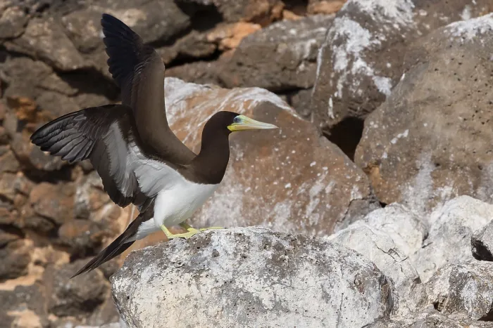 Framed Print : Brown Booby