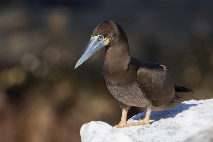 Framed Print : Brown Booby Framed Print : Brown Booby