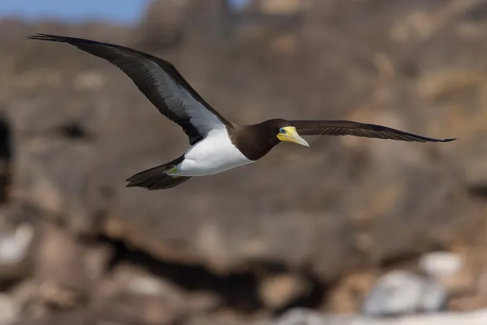 Framed Print : Brown Booby
