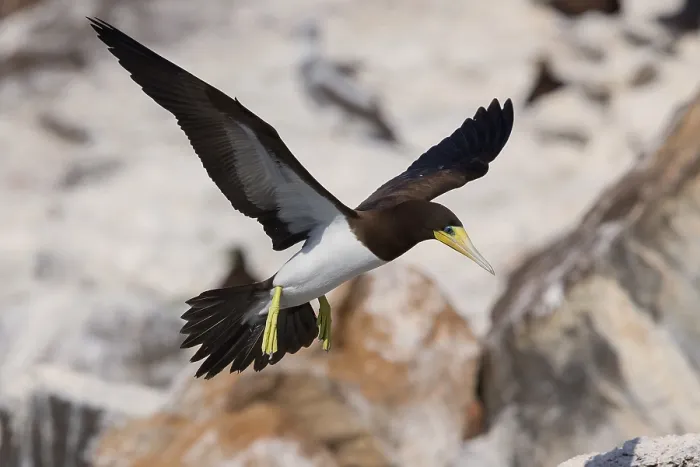 Framed Print : Brown Booby