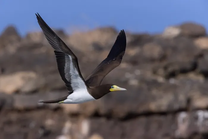 Framed Print : Brown Booby