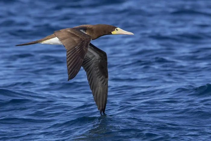 Framed Print : Brown booby in flight