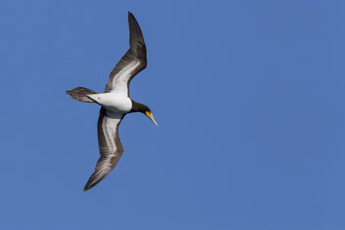 Framed Print : Brown Booby in flight