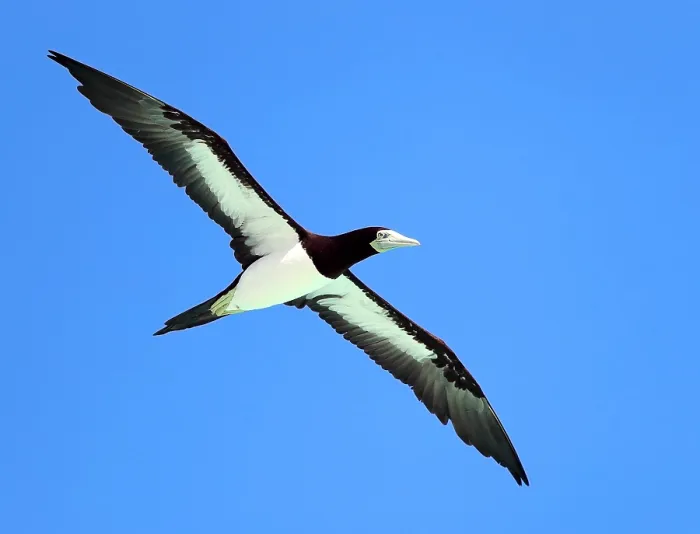 Framed Print : Brown Booby, Sula leucogaster plotus