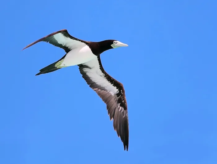 Framed Print : Brown Booby, Sula leucogaster plotus