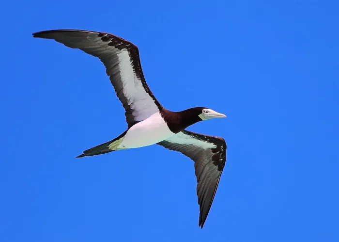 Framed Print : Brown Booby, Sula leucogaster plotus