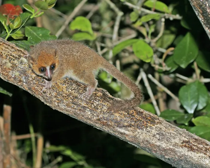 Framed Print : Brown Mouse Lemur, Microcebus rufus Framed Print : Brown Mouse Lemur, Microcebus rufus