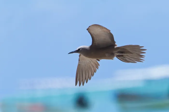 Framed Print : Brown Noddy