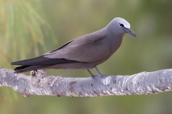 Framed Print : Brown Noddy