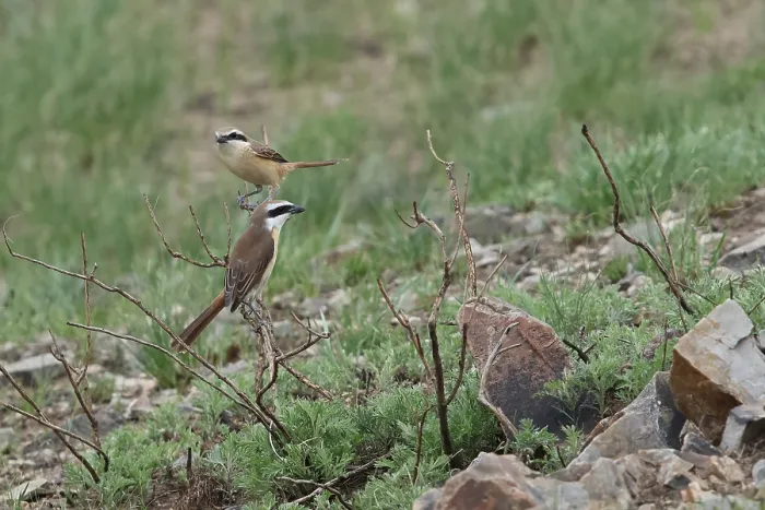 Framed Print : Brown Shrike; Lanius cristatus