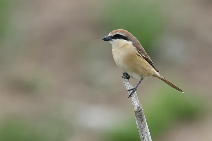 Framed Print : Brown Shrike; Lanius cristatus
